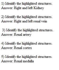 Lab Part 1 - Urinary System